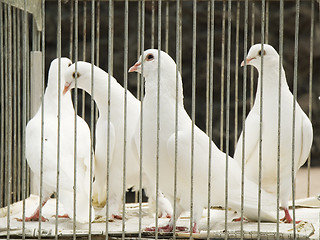 Image showing doves in cage
