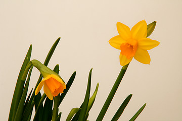 Image showing Daffodil