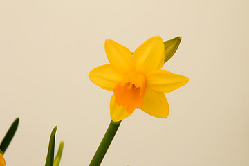 Image showing Daffodil