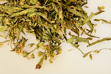 Image showing Stevia