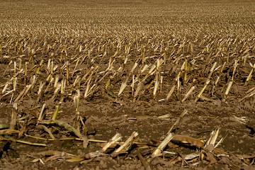 Image showing Corn field