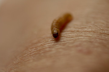 Image showing caterpillar