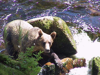 Image showing Posing Bear