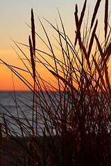 Image showing Grass and sunset