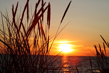 Image showing Grass and sunset