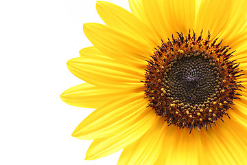 Image showing sunflower