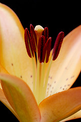 Image showing lily macro over black