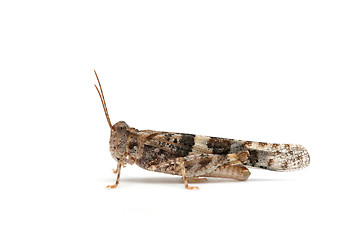 Image showing grasshopper