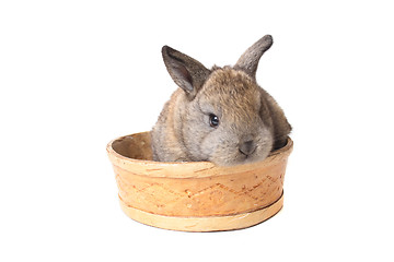 Image showing rabbit