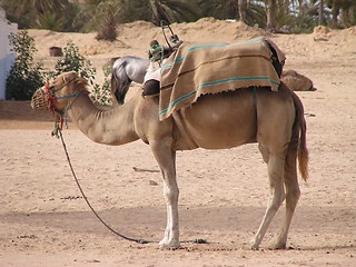Image showing camel
