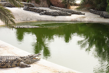 Image showing crocodile farm 