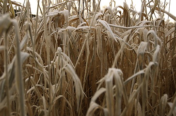 Image showing Frozen Grass