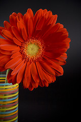 Image showing red gerbera