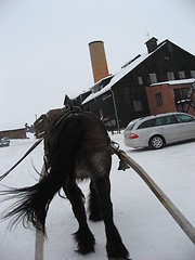 Image showing Working horse