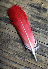Image showing Red Feather