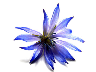 Image showing blue flower