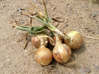 Image showing onions