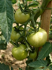 Image showing tomato