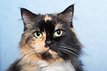 Image showing Cat portrait