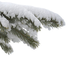 Image showing branch under snow