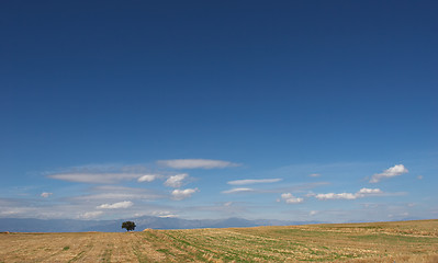 Image showing desert landscape with lone tree