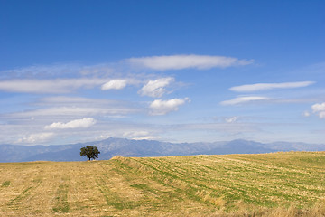 Image showing lone tree