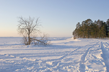 Image showing frozen coast