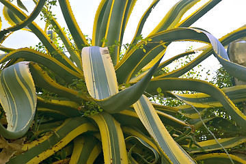 Image showing big agave