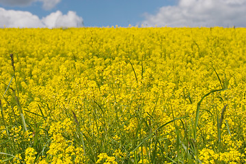 Image showing yellow meadow