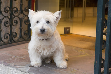 Image showing white little dog