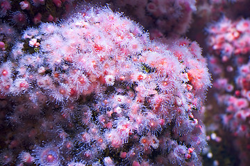 Image showing sea pink flowers