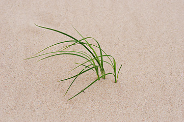 Image showing grass through sand