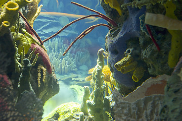 Image showing underwater world