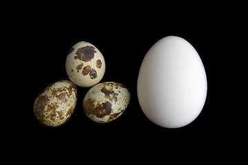 Image showing funny eggs