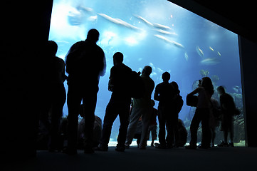 Image showing people looking at big aquarium