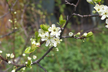 Image showing spring blossom