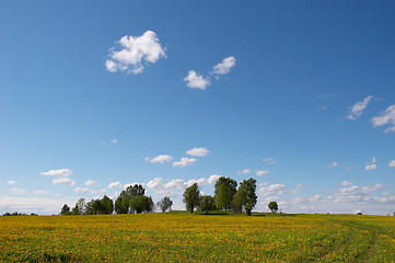 Image showing dandelion meadow