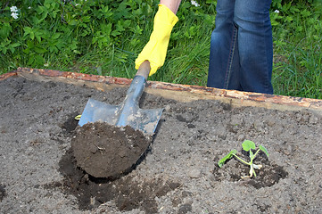 Image showing garden work