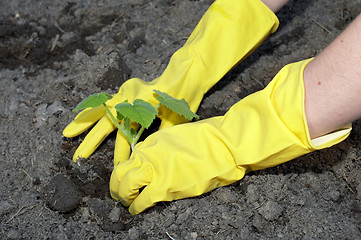 Image showing garden work