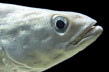 Image showing ocean fish