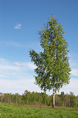 Image showing lone birch