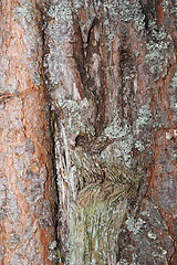 Image showing face of tree