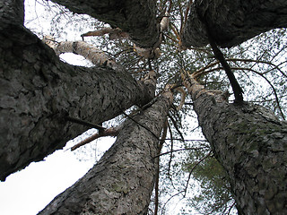 Image showing five trees