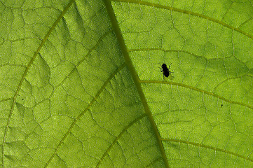 Image showing fly on leaf