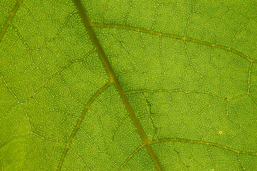 Image showing green leaf pattern