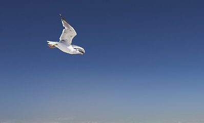 Image showing sea-gull