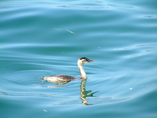 Image showing little swan