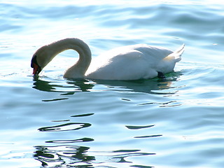 Image showing Big white swan