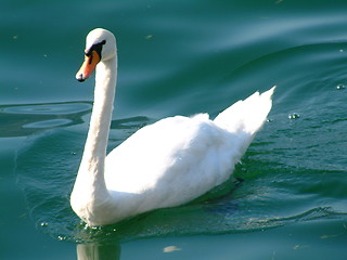 Image showing cigno blanco