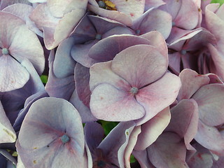 Image showing hydrangea